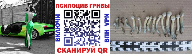 купить наркотик  MEGA как зайти  Псилоцибиновые грибы MAGIC MUSHROOMS  Мосальск 